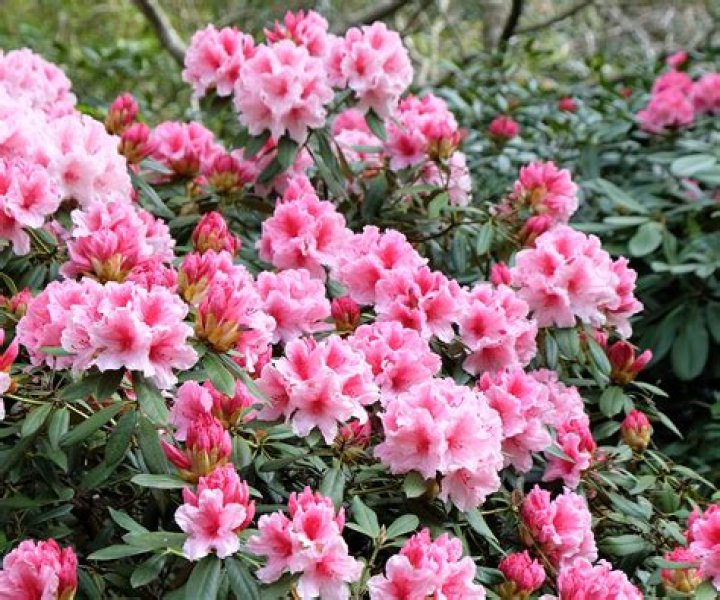 How do you prune rhododendrons in the winter?
