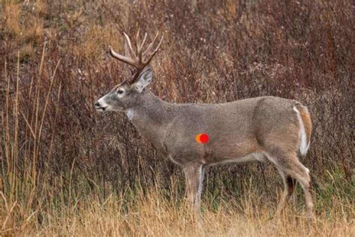 How do you read a deer body language?