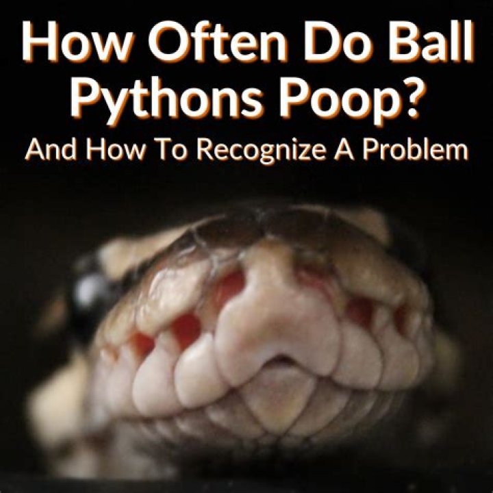 How do you recognize snake poop?