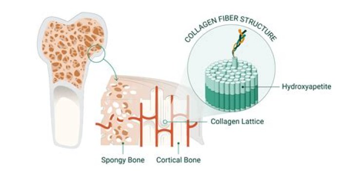 How do you restore collagen?