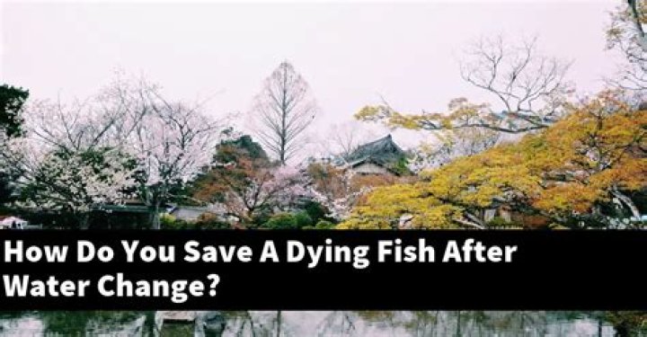 How do you save a dying fish after water change?