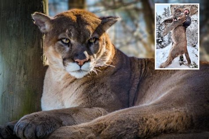 How do you scare off a mountain lion?