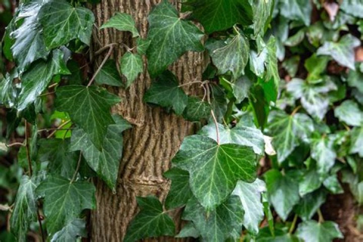 How do you stop ivy from growing back?