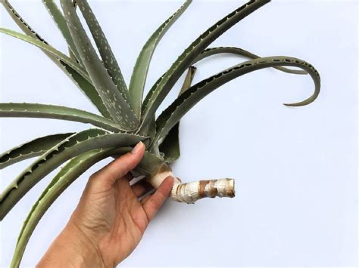 How do you store aloe vera leaves after cutting?
