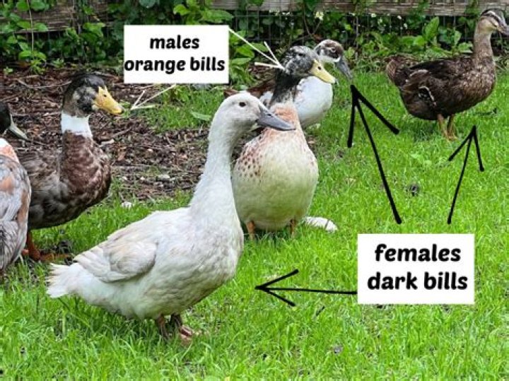 How do you tell if a duck is pregnant?