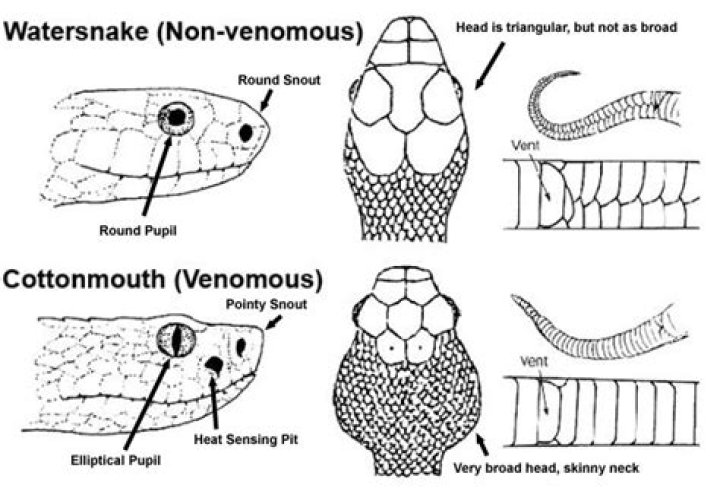How do you tell if a snake is poisonous?