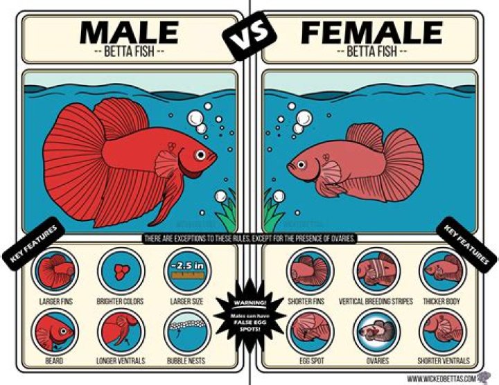 How do you tell if an INFJ loves you?