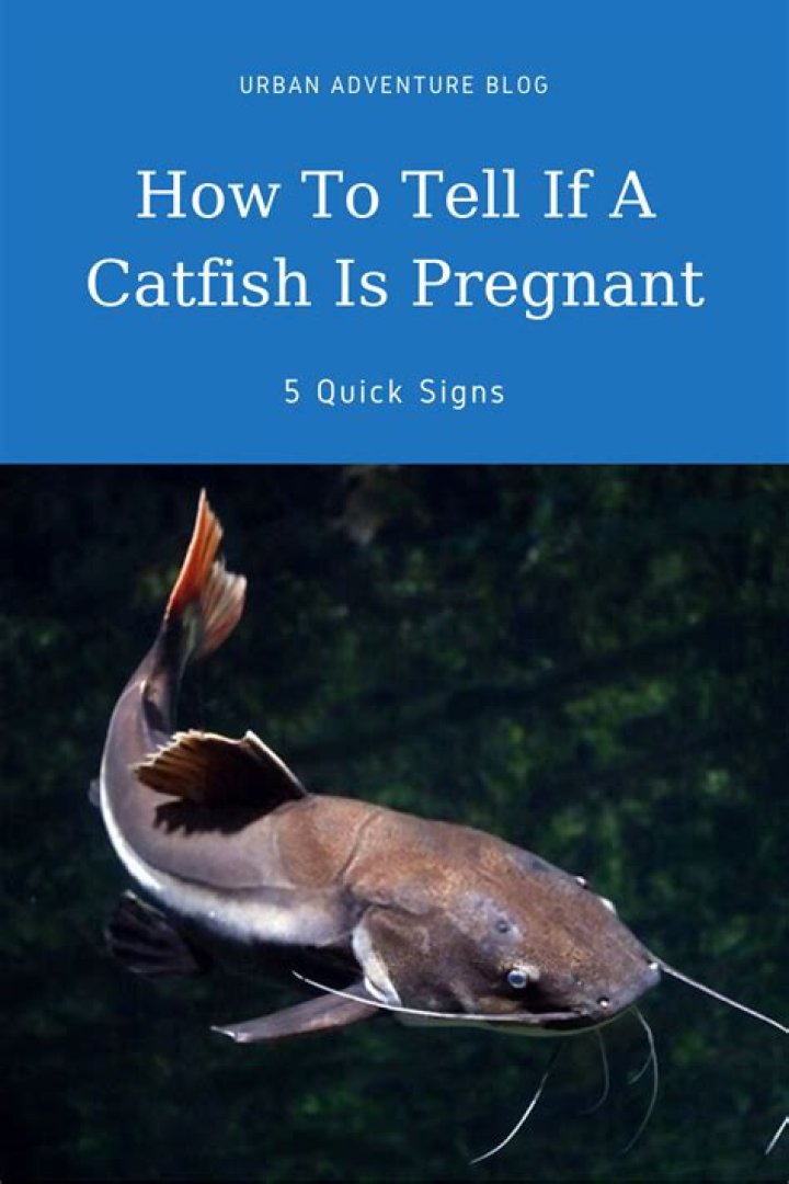 How do you tell if there is catfish in a pond?