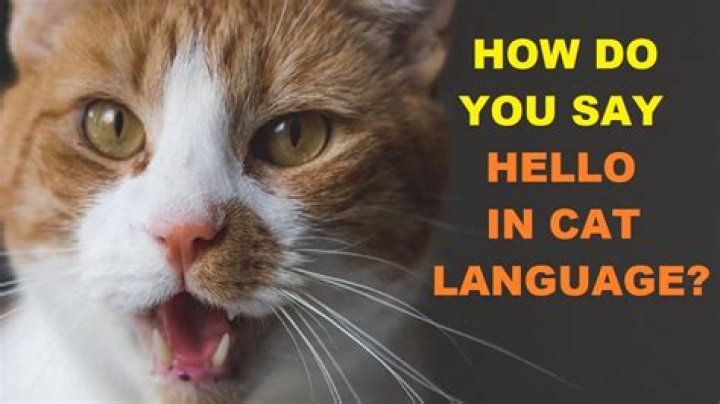 How does a cat say thank you?