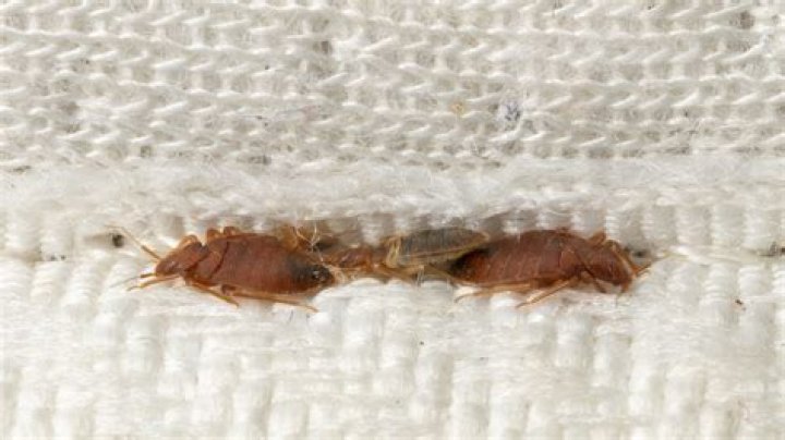 How does a clean house get bed bugs?