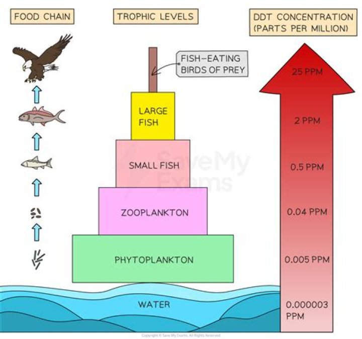 How does DDT get into the food chain?