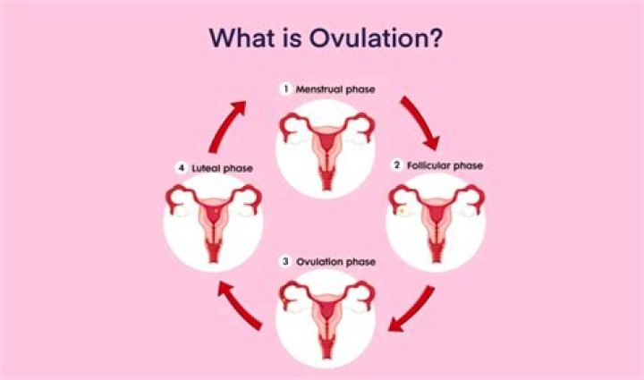 How does ovulation work with one ovary?