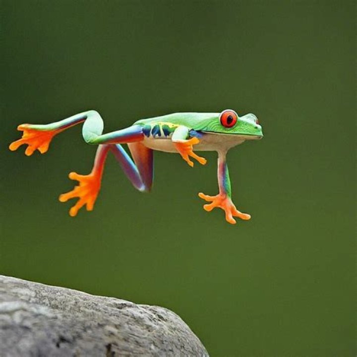 How far can a tree frog jump?