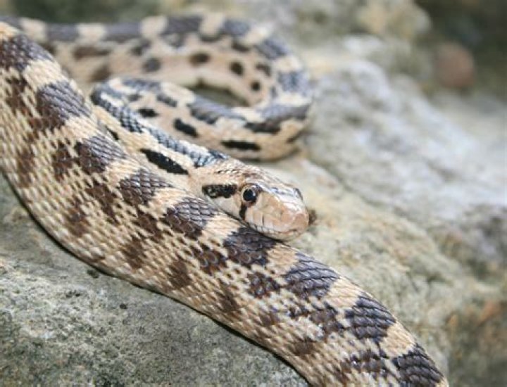 How far do gopher snakes travel?