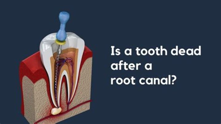 How far does a tooth root go?