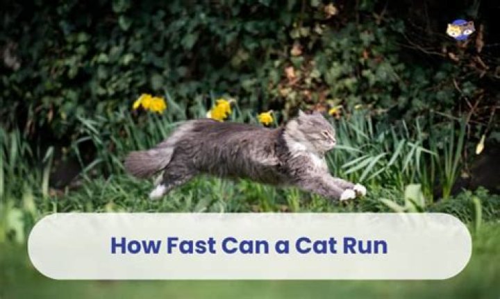 How fast can Agent 47 run?