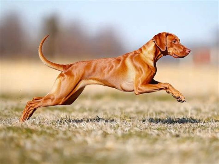 How fast is a fast dog?