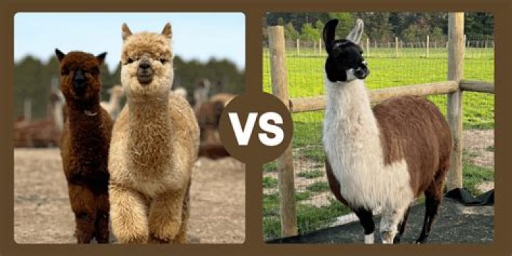 How hard is it to care for an alpaca?