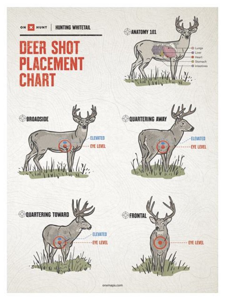 How high do deer look up?