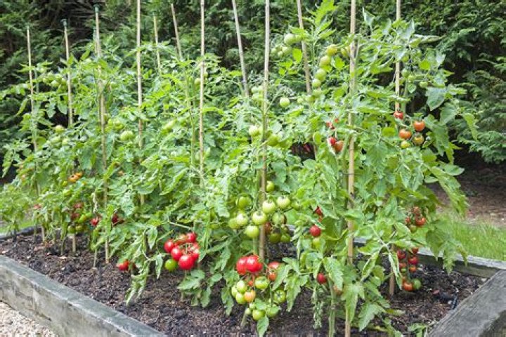 How hot is too hot for tomato plants?