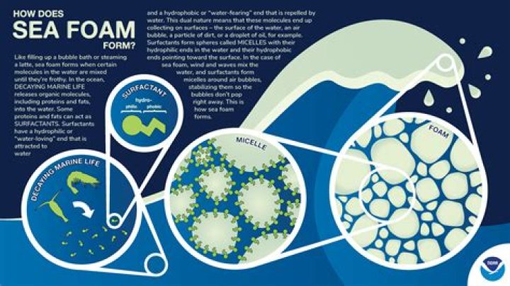 How is algae foam made?