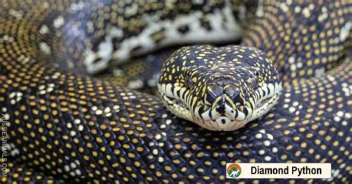 How long can a diamond python go without food?