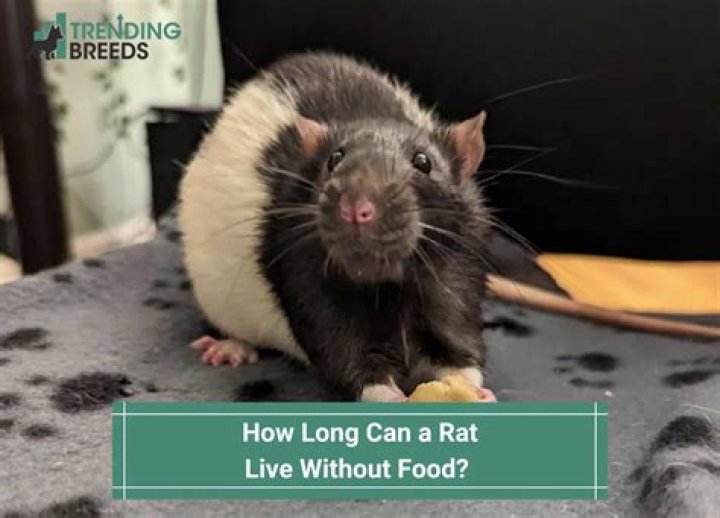 How long can a pet rat be left alone?