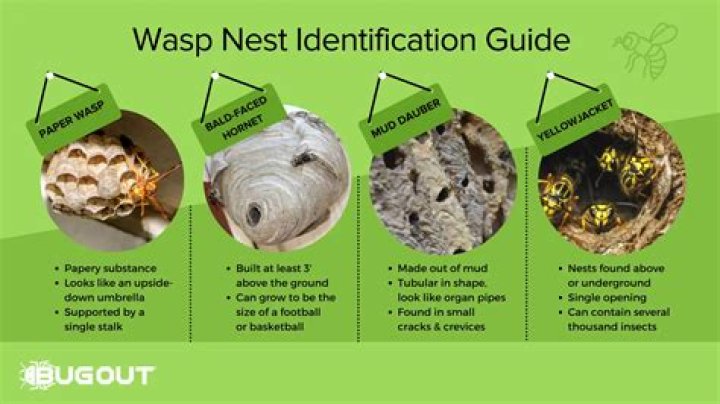How long can a wasp survive in a house?