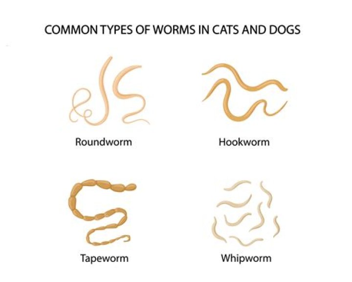 How Long Can dogs go with worms?