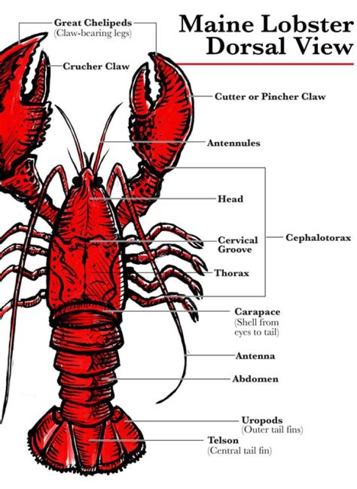 How long can lobsters stay in fridge?