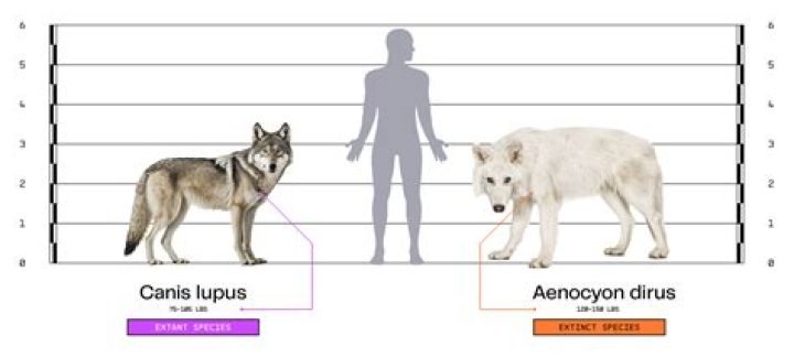 How long do cloned dogs live?