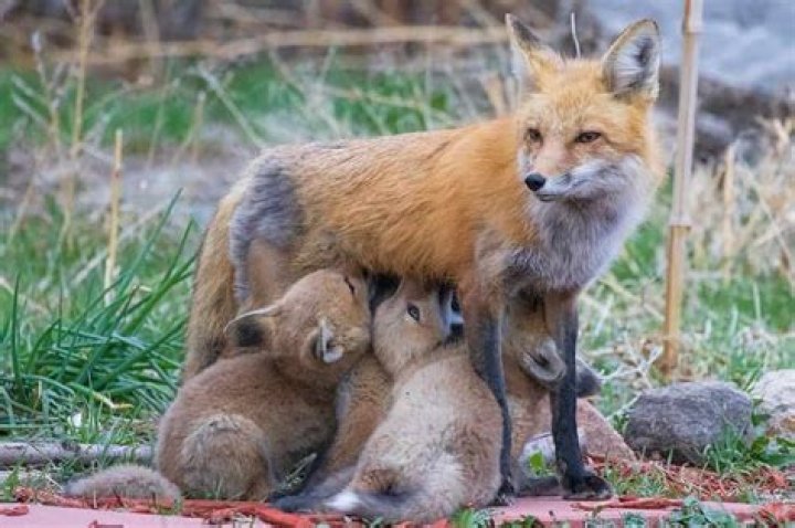 How long do fox pups stay with their mother?