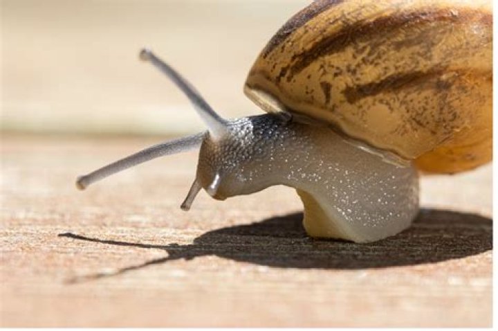 How long do snails live for?