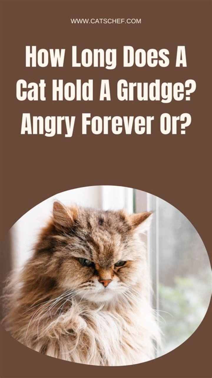 How long does a cat hold a grudge?