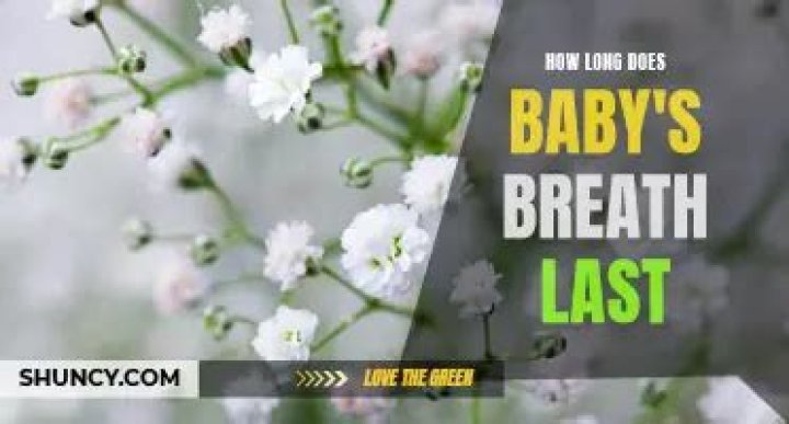 How long does baby's breath last?