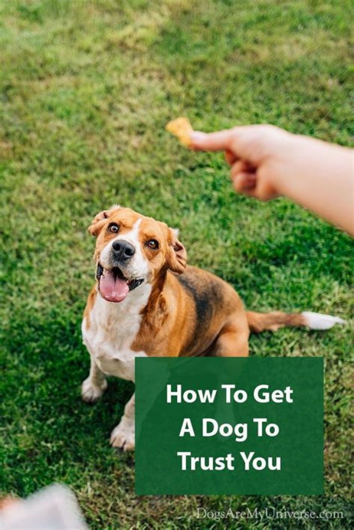 How long does it take for a dog to trust you again?