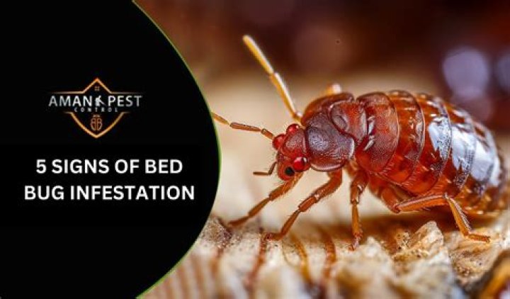 How long does it take for bed bugs to infest a house?
