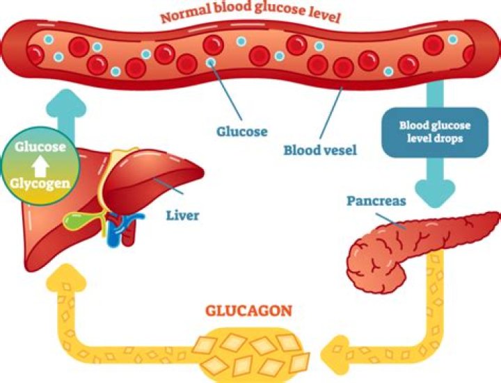 How long does it take for blood sugar to go down?