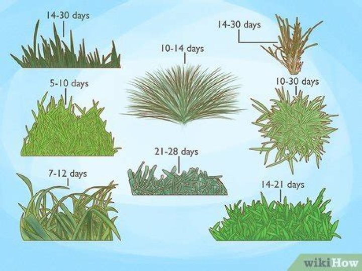 How long does it take grass to spread?
