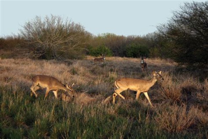 How long will a buck stay in one area?
