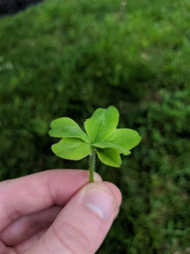 How lucky is a 6 leaf clover?