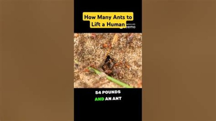 How many ants would it take to lift a human?
