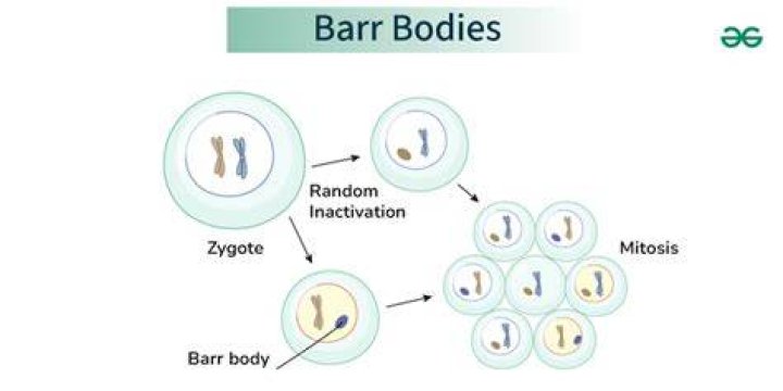How many Barr bodies are in XXY male?