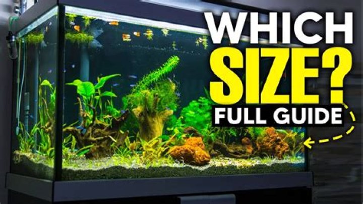 How many fish should be in a tank?