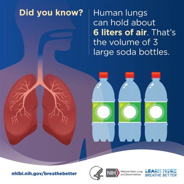 How many liters can your lungs hold?