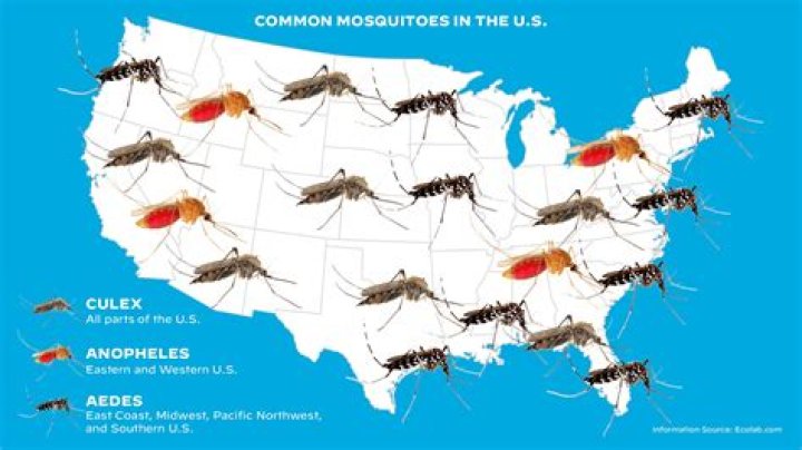 How many mosquitoes are in the World 2021?