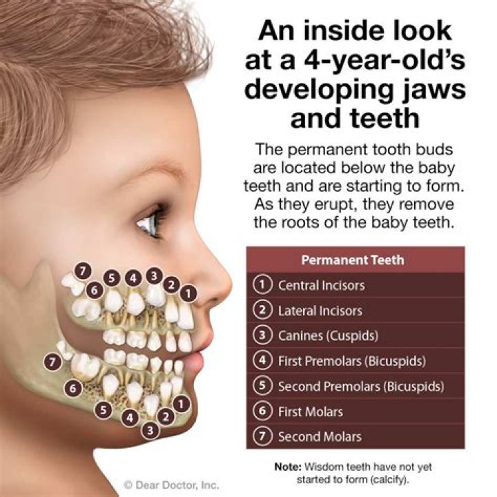 How many teeth should a 14 year old have?