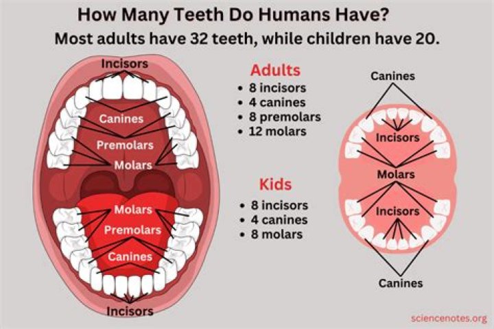 How many teeth showing is attractive?