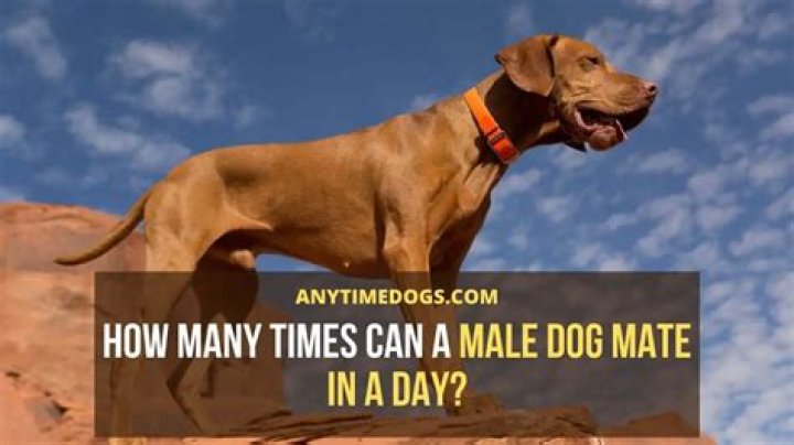 How many times a day can a male dog mate?