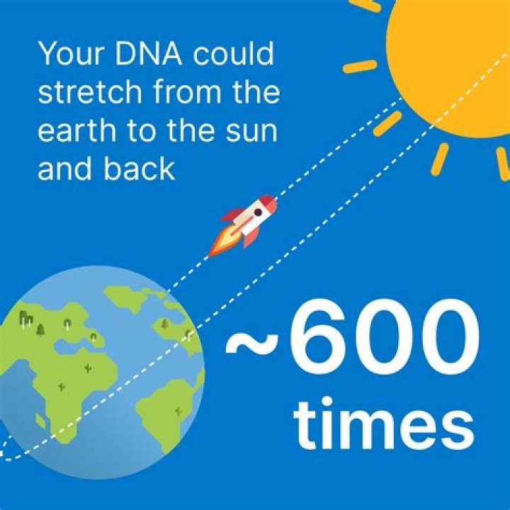 How many times can your DNA stretch to the sun and back?